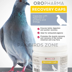 Recovery Caps – Protein & Energy Supplement for Pigeons