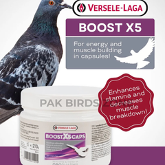 Boost X5 Caps - Enhances Stamina & Muscle Breakdown